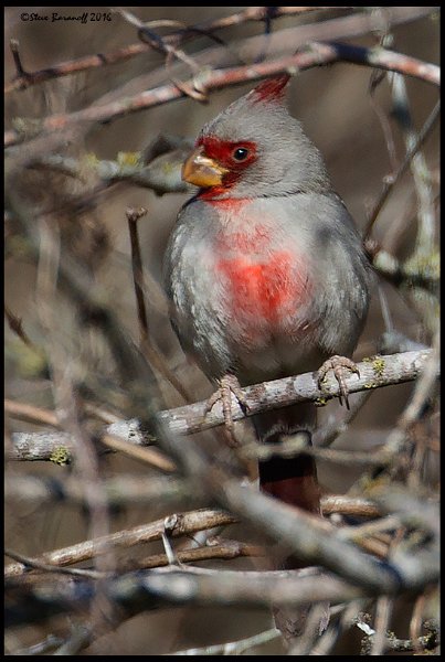 _5SB9533 pyrrhuloxia.jpg